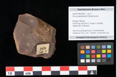 Foto (Objekt + Etikett) von Pinus praesilvestris Ettingshausen (NHMW-GEO-2024-0188-0249)
